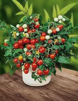 クリスマス greentomato Amazon.com : 22Day Seeds: Seeds Red Indoor Dwarf Tomato